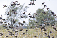 European Starlings 4054